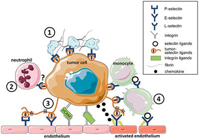 Altered Cell Adhesion and Glycosylation Promote Cancer Immune Suppression and Metastasis